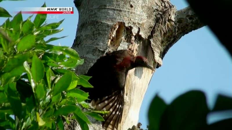 ¼Ƭһгľ Carving a Niche: Okinawa WoodpeckerĻ/Ļ