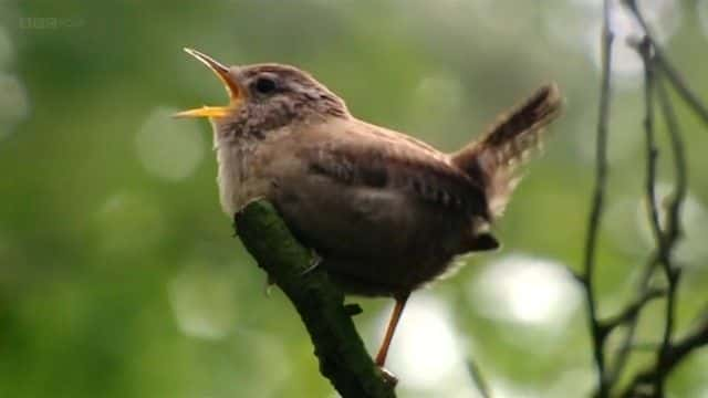 纪录片《比尔·奥迪的十大鸟类 Bill Oddie's Top Ten Birds》[无字][BT][720P]资源下载