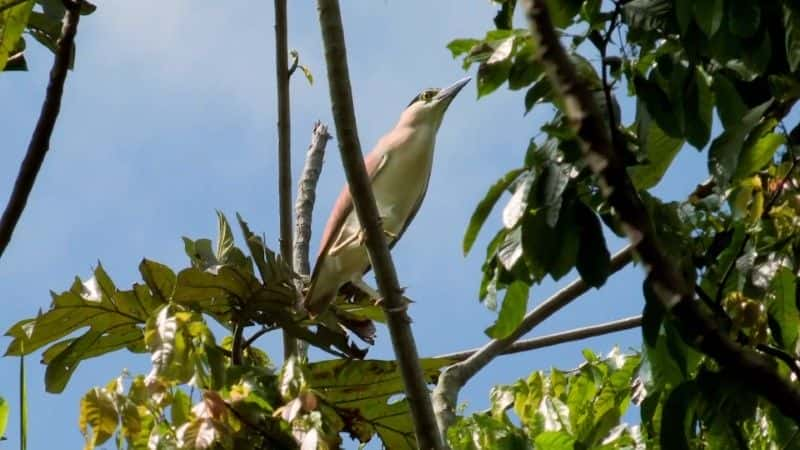 纪录片《天堂鸟：终极任务 (BBC) Birds of Paradise: The Ultimate Quest (BBC)》[无字][BT][DVD]资源下载