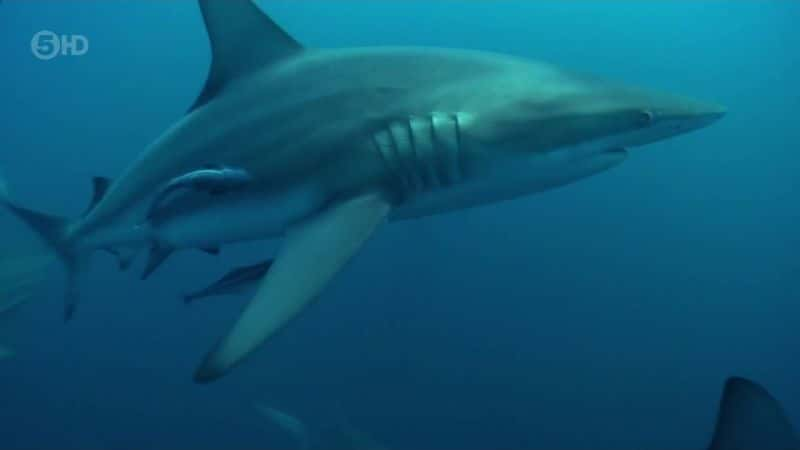 ¼Ƭ֮ The Blacktip Shark Mysteryȫ1-Ļ/Ļ