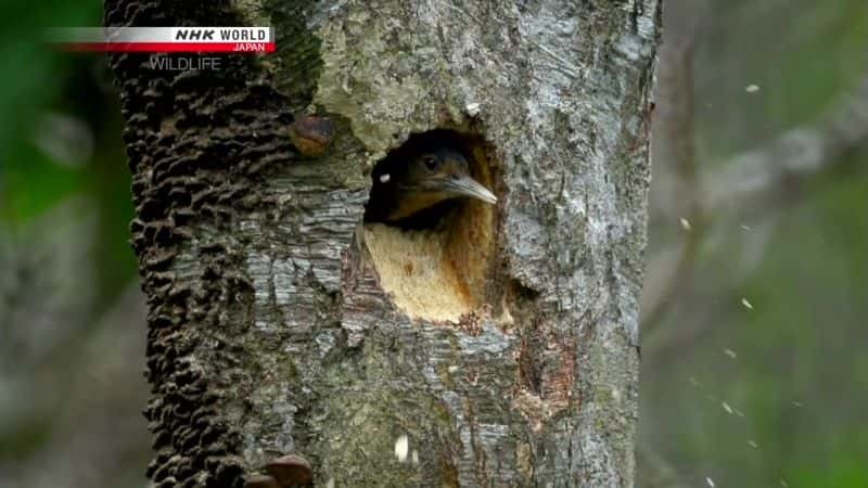 ¼Ƭһгľ Carving a Niche: Okinawa WoodpeckerĻ/Ļ