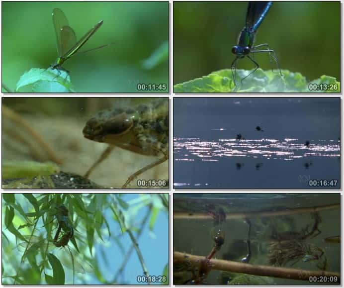 ¼Ƭ - ŮҰ Dragonfly - Beauty or BeastĻ/Ļ