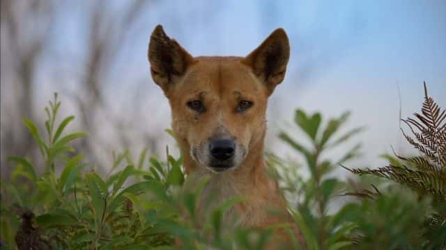 ¼ƬҰĹʶ Dogs in the Wild: Meet the Family1080Pȫ1-Ļ/Ļ