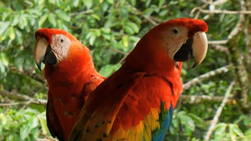 ¼Ƭ˹ӣɿ˹عҹ԰ Costa Rica: Guanacaste National Park1080P-Ļ/Ļ