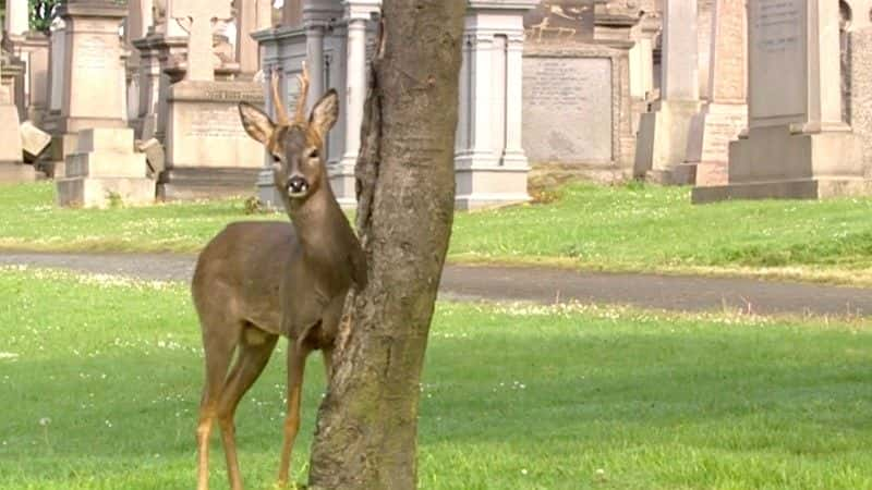 ¼Ƭ¹ Deer in the Cityȫ1-Ļ/Ļ