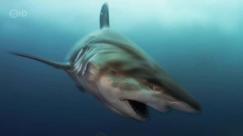 ¼Ƭ֮ The Blacktip Shark Mysteryȫ1-Ļ/Ļ