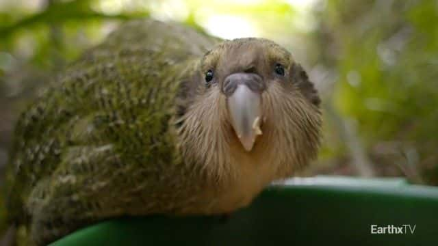 ¼Ƭ^ Deidre and the Kakapo1080Pȫ1-Ļ/Ļ