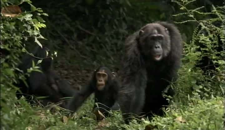 ¼ƬʧϿȵĺ Chimps of the Lost Gorgeȫ1-Ļ/Ļ