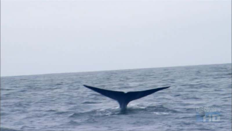 ¼Ƭβͣˣ The Blue Whale's Tail (Giants)Ļ/Ļ