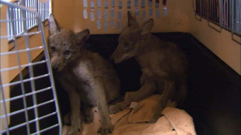 ¼ƬҰԮϵ 1 City Wildlife Rescue: Series 11080P-Ļ/Ļ