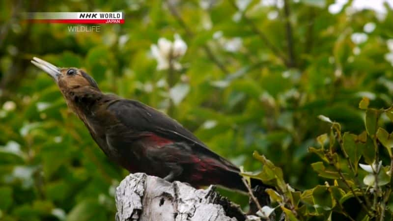 ¼Ƭһгľ Carving a Niche: Okinawa WoodpeckerĻ/Ļ