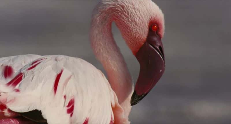 ¼Ƭ֮֮ (BBC) The Crimson Wing: Mystery of the Flamingos (BBC)1080Pȫ1-Ļ/Ļ