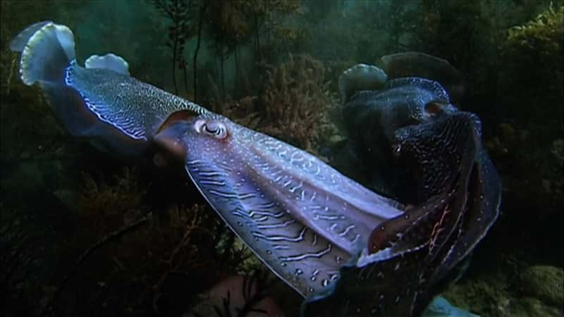 ¼Ƭī㣺αװ֮ Cuttlefish: Kings of CamouflageĻ/Ļ