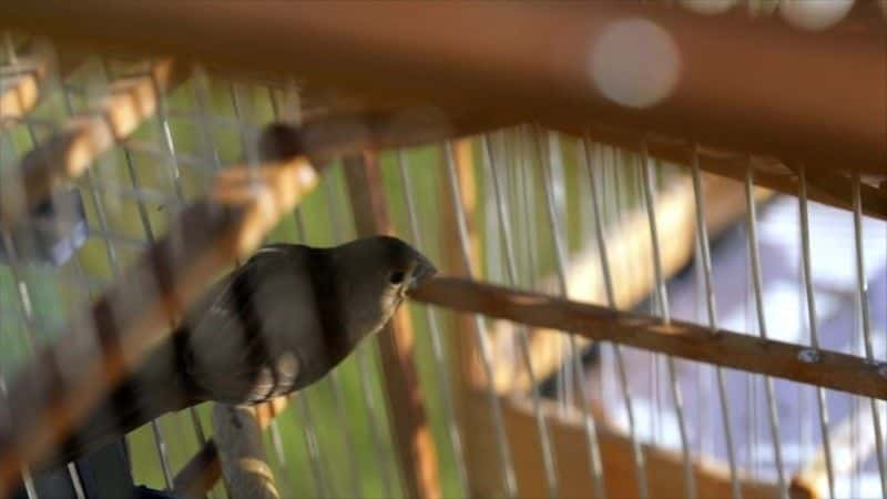 ¼Ƭ֮ The Caged Bird's Songȫ1-Ļ/Ļ