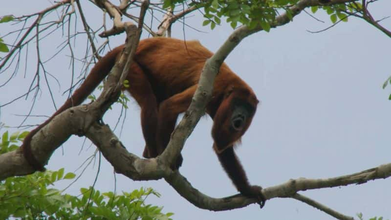 ¼Ƭ - Ȼʷ Brazil - A Natural History1080P-Ļ/Ļ