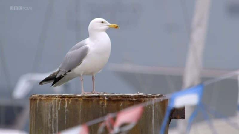 ¼Ƭ²ºţĴֻ (BBC) Clydebuilt: The Ships that Made the Commonwealth (BBC)1080P-Ļ/Ļ