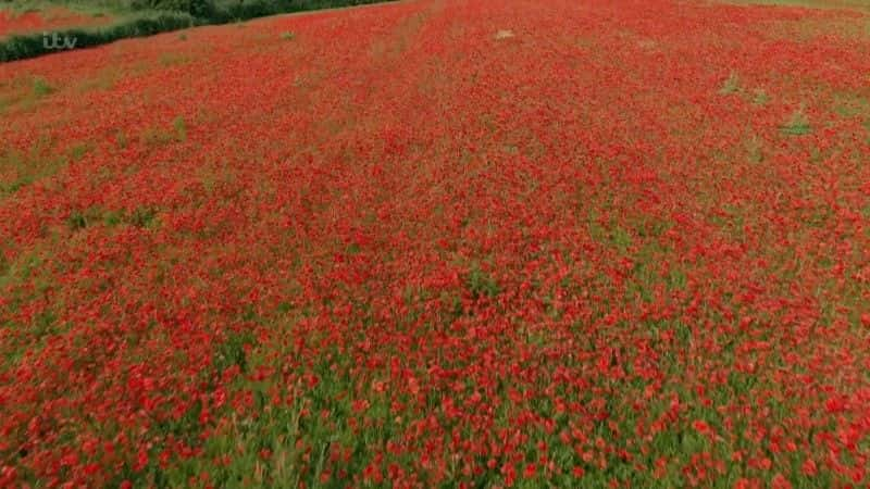 ¼ƬӢڻһս Britain's Poppies: The First World War Rememberedȫ1-Ļ/Ļ