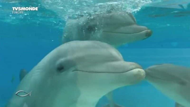 ¼Ƭ̫ӣʢ Dauphins, le grand spectacleȫ1-Ļ/Ļ