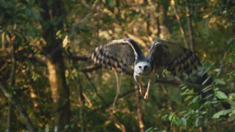 ¼Ƭ - Ȼʷ Brazil - A Natural History1080P-Ļ/Ļ