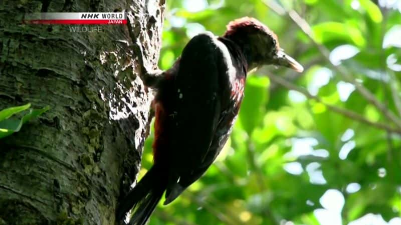 ¼Ƭһгľ Carving a Niche: Okinawa WoodpeckerĻ/Ļ