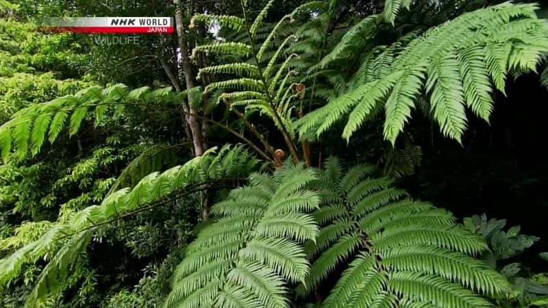 ¼Ƭһгľ Carving a Niche: Okinawa WoodpeckerĻ/Ļ