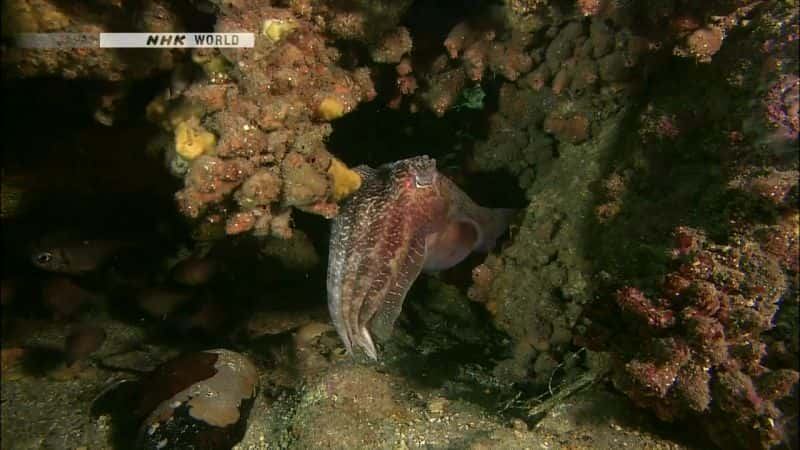 ¼Ƭҫ۶ Dazzling and Deadly: The Blue Ringed OctopusĻ/Ļ