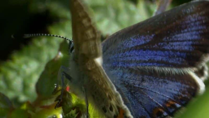 ¼ƬӢ˵ĳ (BBC) Butterflies: A Very British Obsession (BBC)1080Pȫ1-Ļ/Ļ