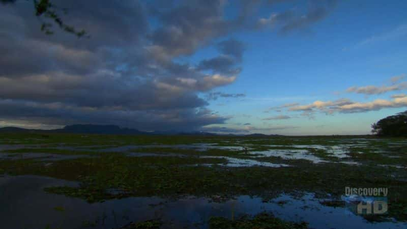 ¼Ƭάµ Birds of Palo VerdeĻ/Ļ