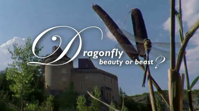 ¼Ƭ - ŮҰ Dragonfly - Beauty or BeastĻ/Ļ