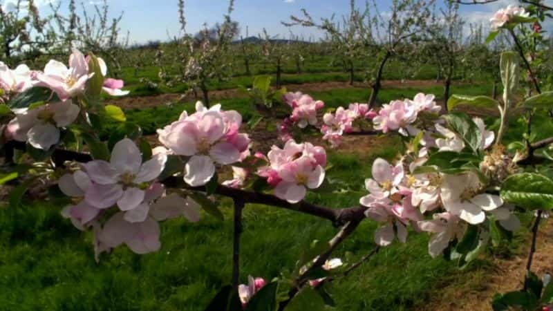 纪录片《乡村档案：春天日记 Countryfile: Spring Diaries》[无字][BT][1080P]资源下载