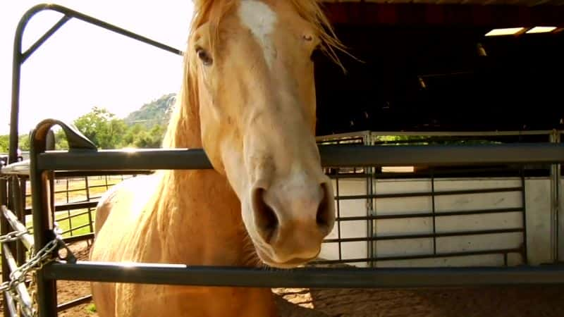 ¼ƬͿˣ Buck: The Real Horse WhispererĻ/Ļ