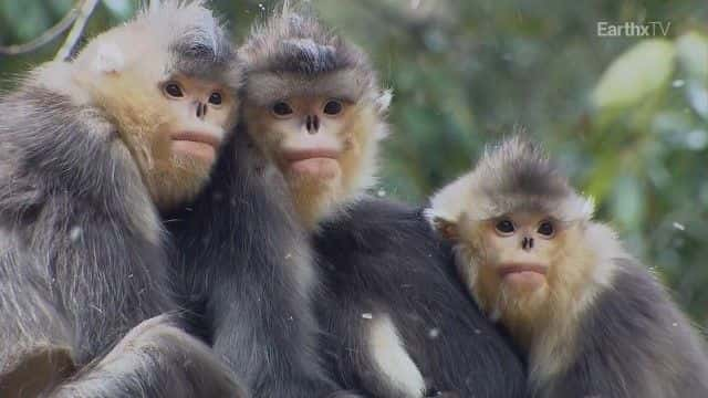 ¼Ƭйصĺ China's Hidden Monkeysȫ1-Ļ/Ļ