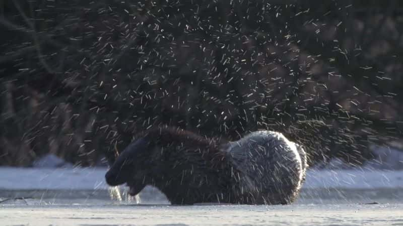 ¼ƬBiebrza - ŷѷ Biebrza - The European AmazonĻ/Ļ