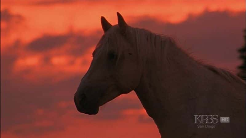 纪录片《云：落基山脉的野种马 Cloud: Wild Stallion of the Rockies》[无字][BT][720P]资源下载