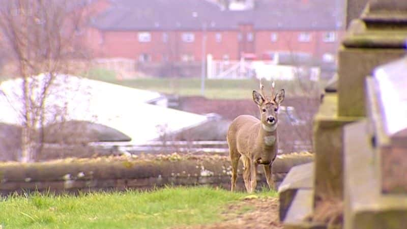 ¼Ƭ¹ Deer in the Cityȫ1-Ļ/Ļ