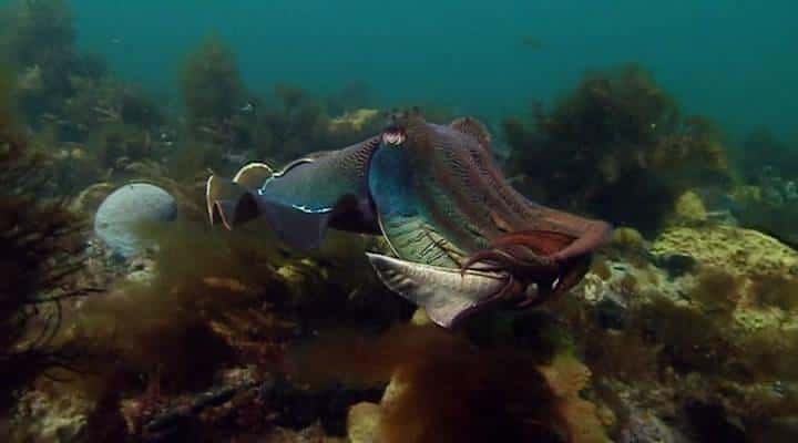 ¼Ƭī㣺һȺ Cuttlefish: The Brainy BunchĻ/Ļ