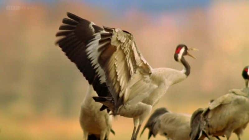 ¼Ƭĺ Dancing Cranes of SwedenĻ/Ļ