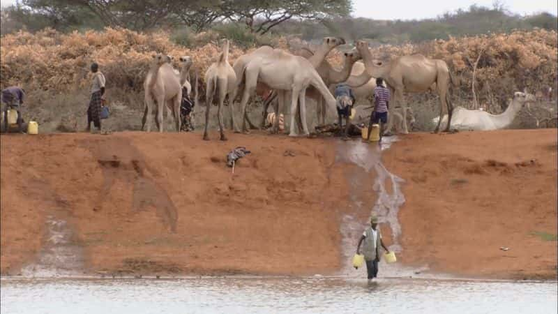 ¼Ƭ鼮񳵣ǵƶͼ Caravan of the Books: Kenya's Mobile Camel Library1080P-Ļ/Ļ