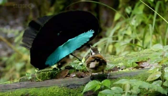 ¼Ƭ Birds of Paradise720P-Ļ/Ļ