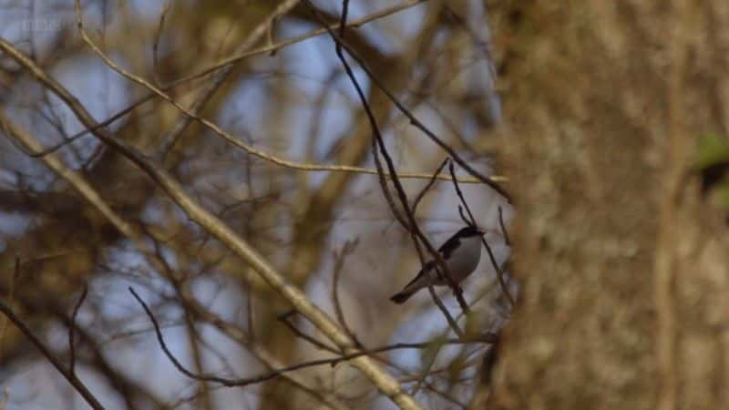 ¼Ƭϳţ (BBC) Dawn Chorus: The Sounds of Spring (BBC)2560Pȫ1-Ļ/Ļ