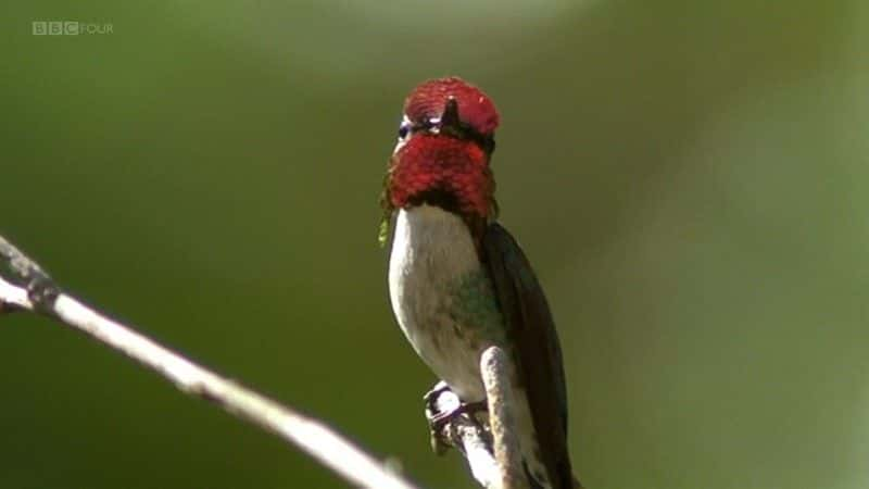 ¼ƬŰͣձȺĿҰ (BBC) Cuba: Wild Island of the Caribbean (BBC)ȫ1-Ļ/Ļ