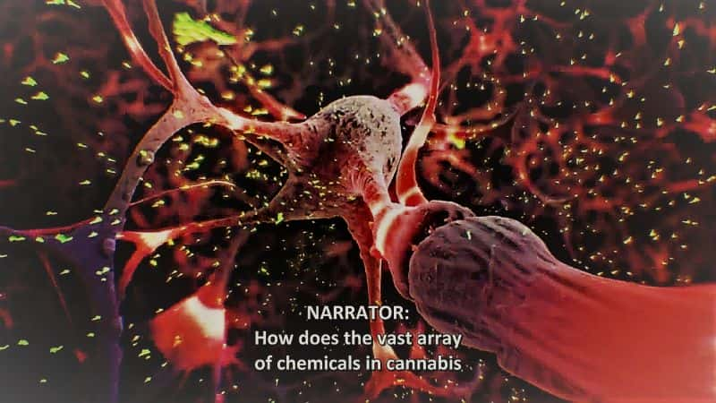 纪录片《大麻问题 (PBS NOVA) The Cannabis Question (PBS NOVA)》[无字][BT][720P]资源下载