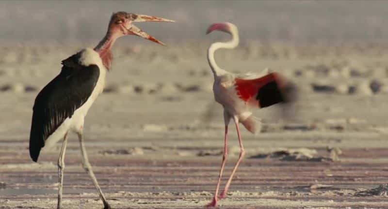 ¼Ƭ֮֮ (BBC) The Crimson Wing: Mystery of the Flamingos (BBC)1080Pȫ1-Ļ/Ļ