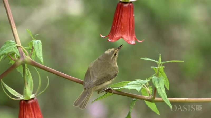 ¼ƬȺԱ Canary Islands: Biodiversity RedoubtsĻ/Ļ