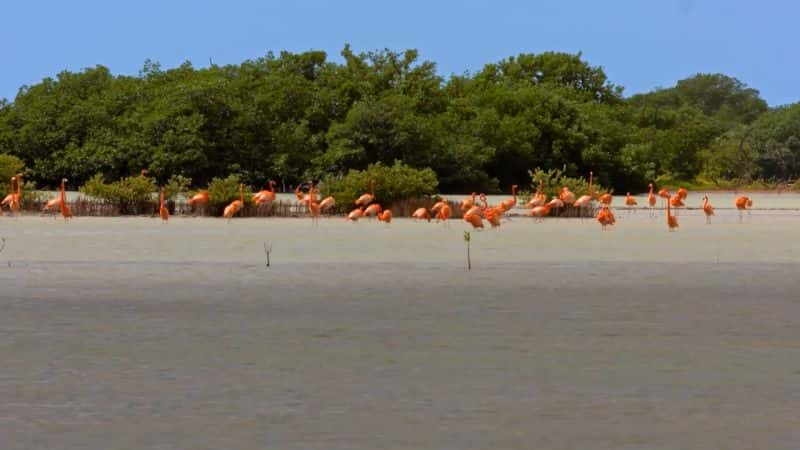 ¼ƬŰͣ Cuba: A Paradise on the Brink1080P-Ļ/Ļ