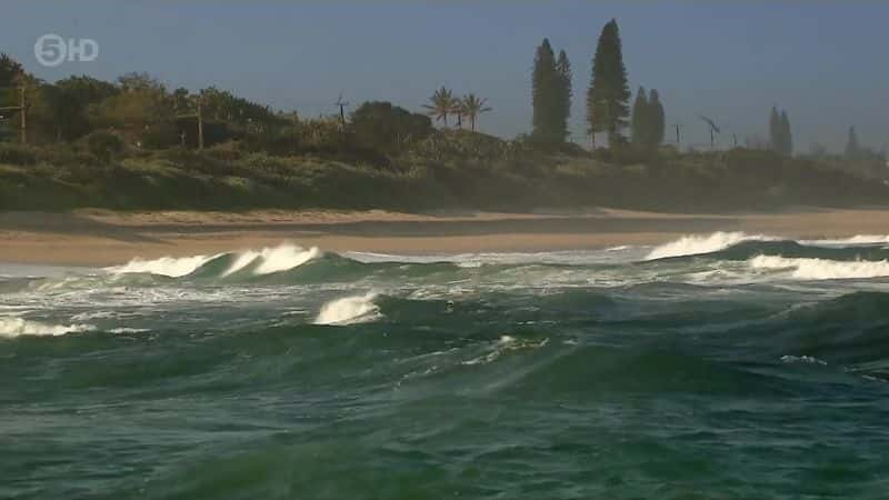 ¼Ƭ֮ The Blacktip Shark Mysteryȫ1-Ļ/Ļ