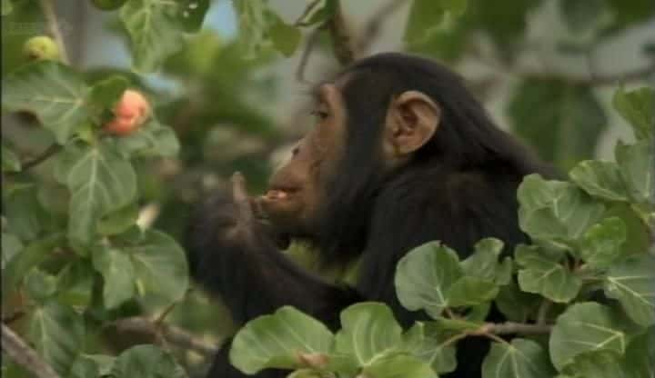 ¼ƬʧϿȵĺ Chimps of the Lost Gorgeȫ1-Ļ/Ļ