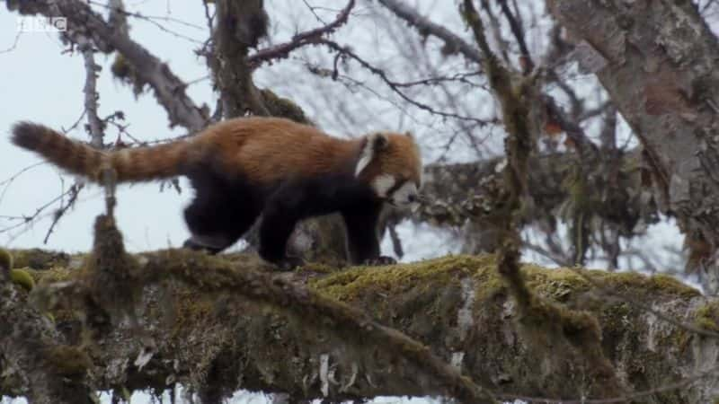 ¼ƬǱģϵ 4 David Attenborough's Natural Curiosities: Series 4Ļ/Ļ