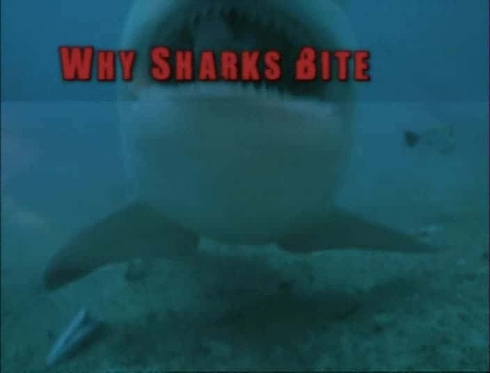 ¼Ƭţ -  Bull Shark - World's Deadliest SharkĻ/Ļ