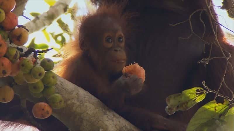 ¼Ƭ޵٪ Borneo's Pygmy ElephantsĻ/Ļ